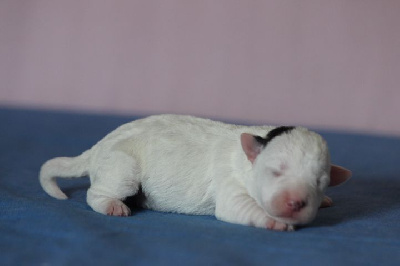 Les chiots de Jack Russell Terrier