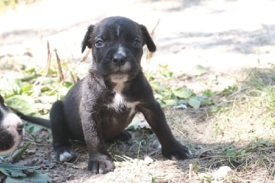 Les chiots de Cane Corso