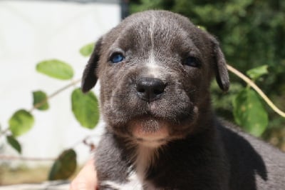 Les chiots de Cane Corso