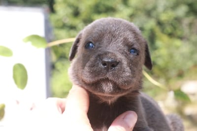 Les chiots de Cane Corso