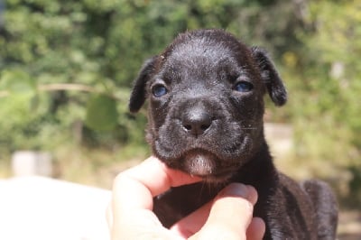 Les chiots de Cane Corso