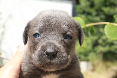 Les chiots de Cane Corso