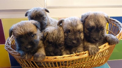 Les chiots de Cairn Terrier