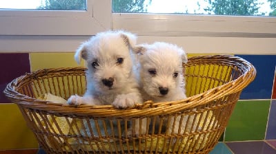 CHIOT 1 - West Highland White Terrier