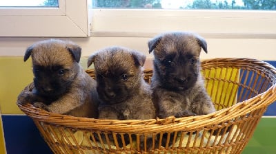 Les chiots de Cairn Terrier