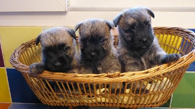 Les chiots de Cairn Terrier