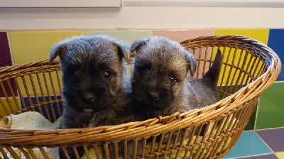 Les chiots de Cairn Terrier