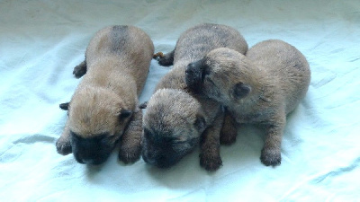 Les chiots de Cairn Terrier