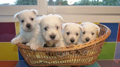 Les chiots de West Highland White Terrier