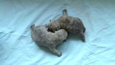 Les chiots de Cairn Terrier