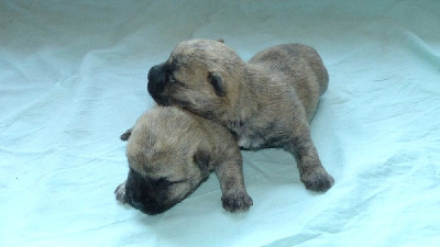 Les chiots de Cairn Terrier