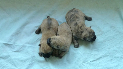 Les chiots de Cairn Terrier