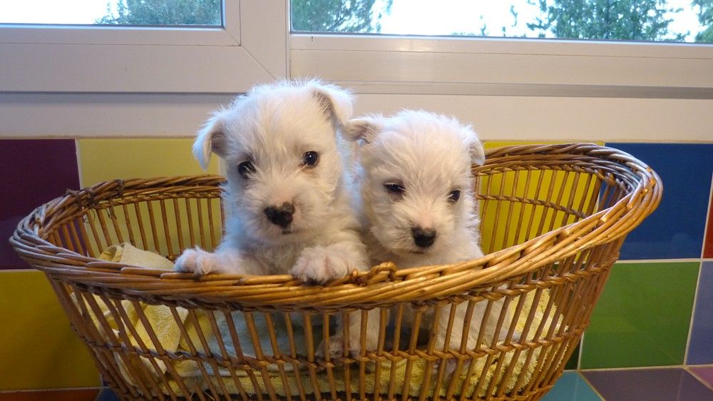 CHIOT 2 - West Highland White Terrier