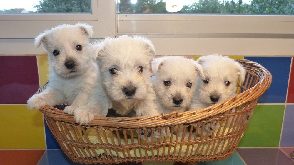 CHIOT 6 - West Highland White Terrier