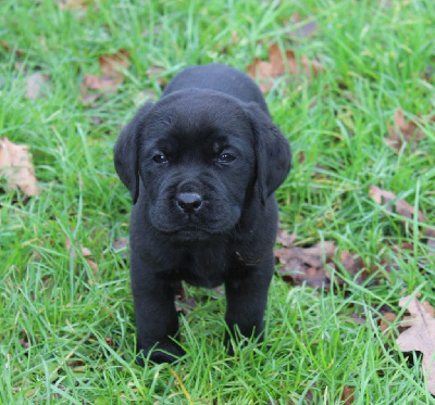 Les chiots de Labrador Retriever