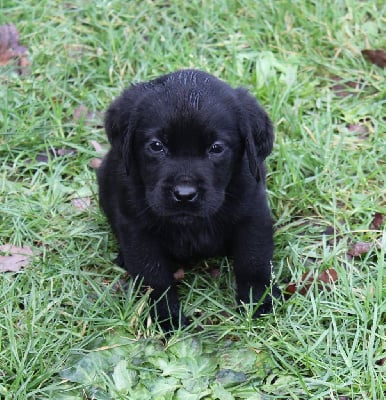 Les chiots de Labrador Retriever