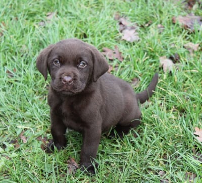 Les chiots de Labrador Retriever