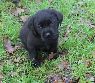 Les chiots de Labrador Retriever