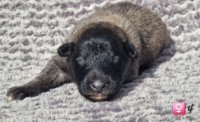 Les chiots de Berger Belge