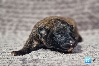 Les chiots de Berger Belge