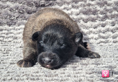 Les chiots de Berger Belge