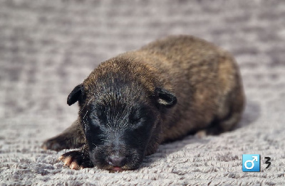 Les chiots de Berger Belge