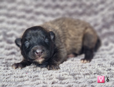 Les chiots de Berger Belge