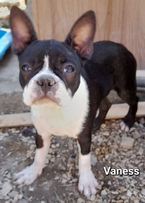 VANESS - Boston Terrier