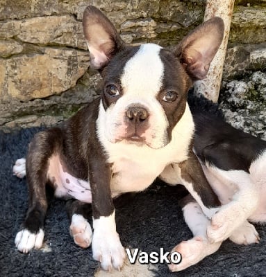 VASKO - Boston Terrier