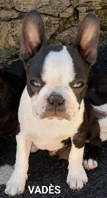 VADÈS - Boston Terrier