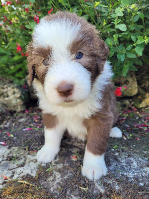 CHIOT 2 COLLIER MARRON - Bearded Collie