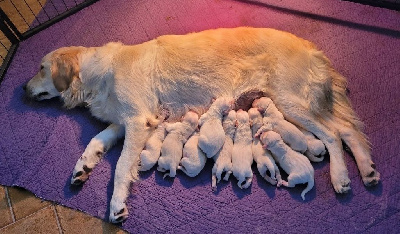 Les chiots de Golden Retriever