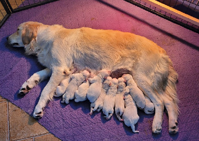 Les chiots de Golden Retriever