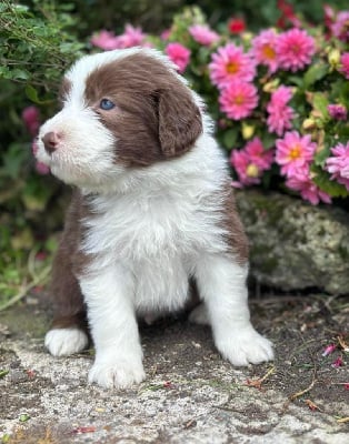 CHIOT 1 - Bearded Collie