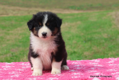 Les chiots de Berger Australien