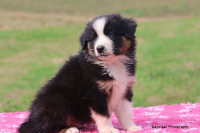 Les chiots de Berger Australien