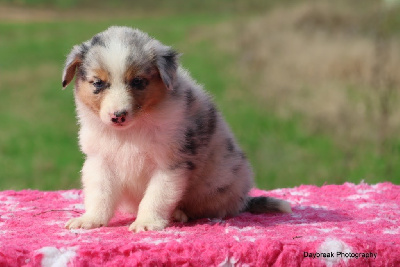 Les chiots de Berger Australien