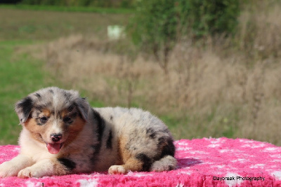 Les chiots de Berger Australien