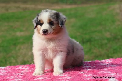 Les chiots de Berger Australien