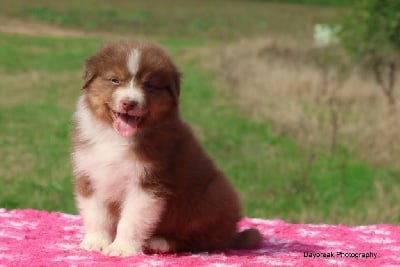 Les chiots de Berger Australien