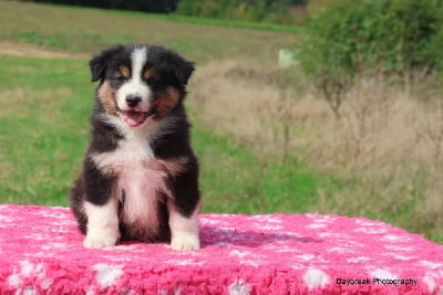 Les chiots de Berger Australien