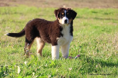 Les chiots de Berger Australien