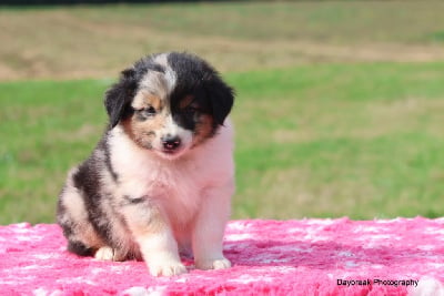 Les chiots de Berger Australien