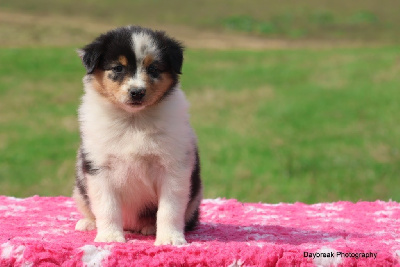 Les chiots de Berger Australien