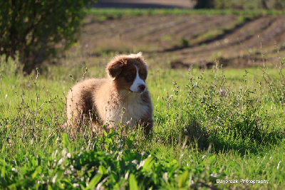 Les chiots de Berger Australien