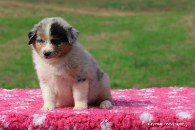 Les chiots de Berger Australien