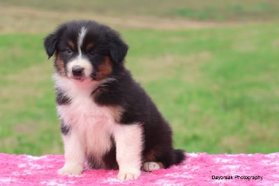 Les chiots de Berger Australien