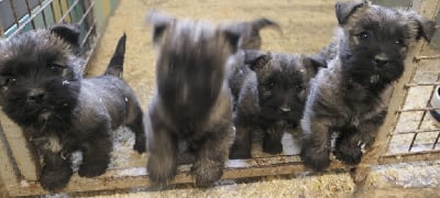 Les chiots de Cairn Terrier