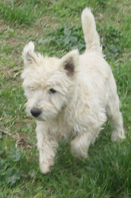 Les chiots de West Highland White Terrier