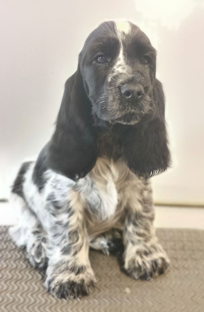 VERONE - Cocker Spaniel Anglais